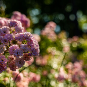 Dunapart, Katonadomb, Szabadstrand