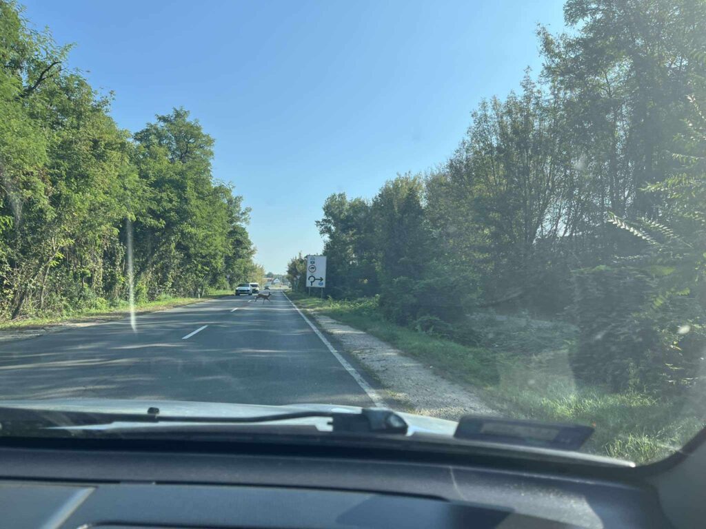 7ec7615c-2ca3-4f68-ba69-606dda44a7b9 vadveszély